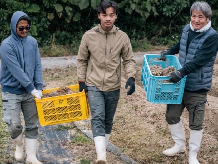 Kangen Ukon manufacturing — step 01: Harvest by contracted farmers